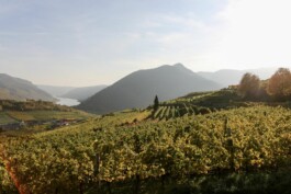 비엔나근교 투어 와이너리 비엔나 공인가이드