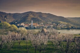 비엔나 공인가이드