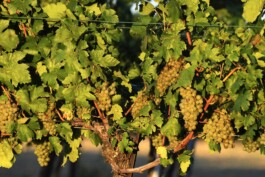 비엔나근교 투어 와이너리 비엔나 공인가이드